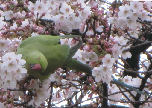 ｓ昨年の小中学生の部・さくら大賞