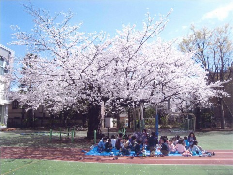 駒込小学校の駒桜　(第6回さくらフォトコンテスト 審査委員長特別賞 『ランチタイム』 高木庸子さん)