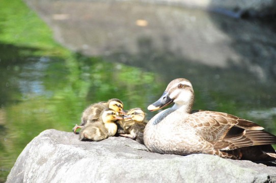 S親鳥とヒナ２