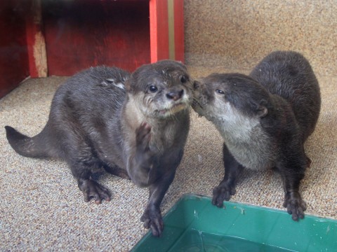  (左)シュリ、(右)ピーター 