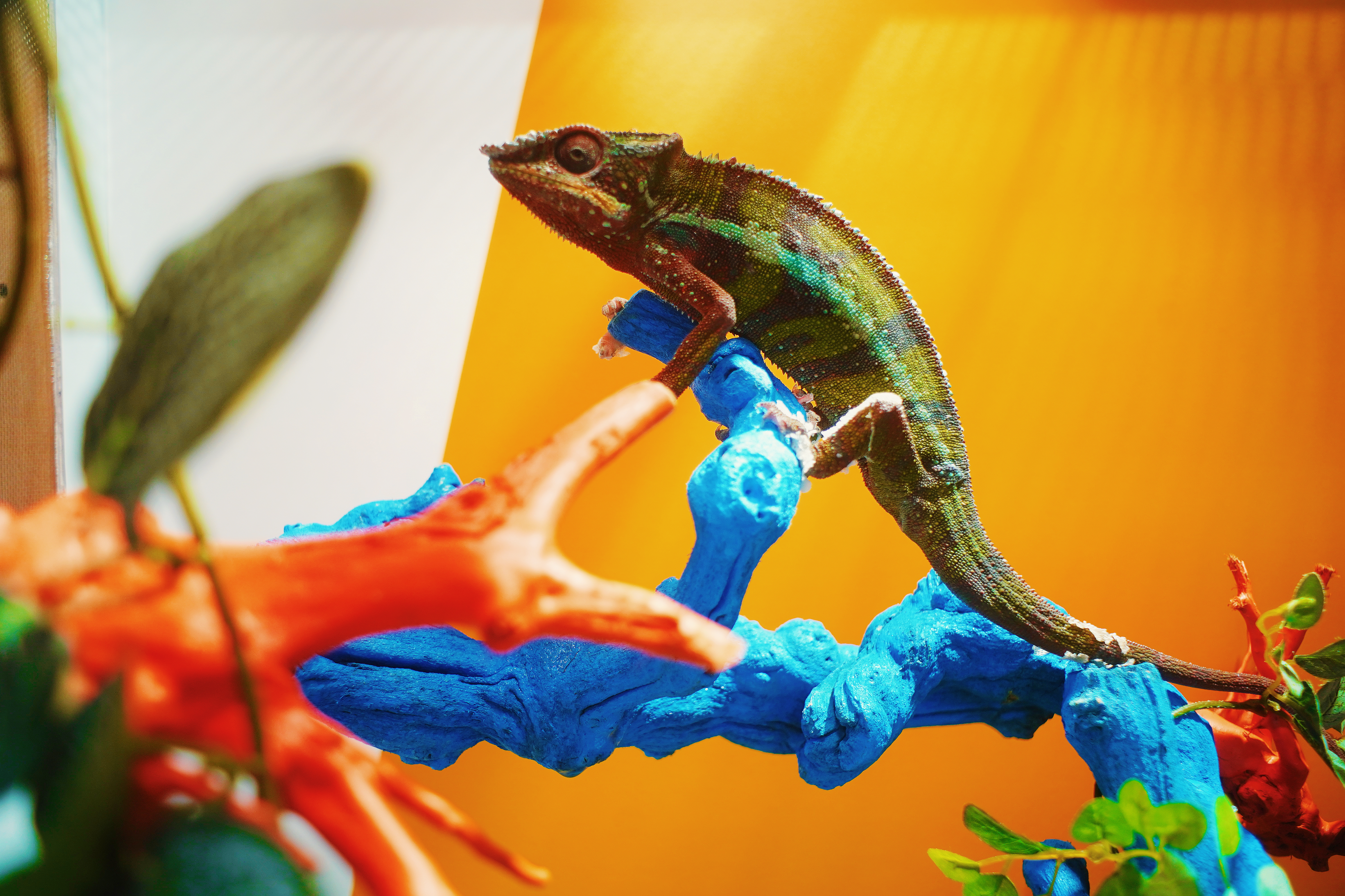 This photo is from Instagrammer Moronnon (photo by @moron_non). Panther Chameleon changes body color depending on mental state, so if you are lucky you may see a vivid figure!
