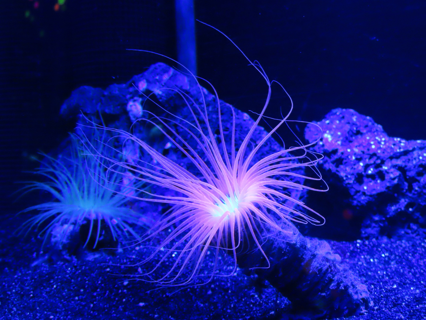 A kind of anemone that inhabits the western Atlantic. The figure swaying swaying under the black light is fantastic