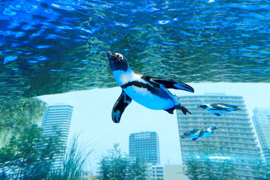 "Penguins in the sky" swimming like flying around the city of Toshima Ward