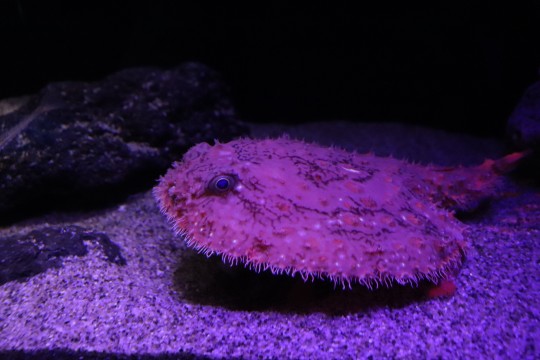 Starry handfish