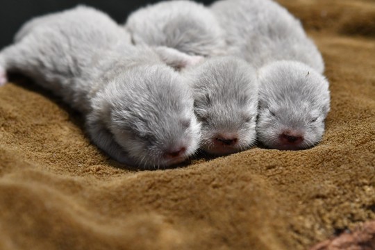 Three babies of river otter