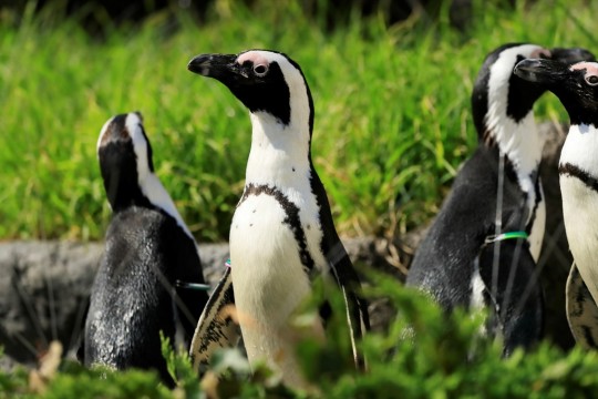 Meadow penguins