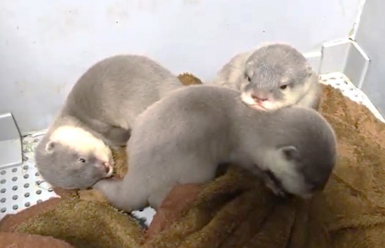 Small-clawed otter baby 3 sisters