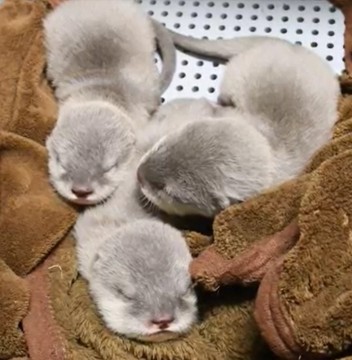 Small-clawed otter baby 3 sisters