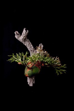 Cultivating the world's Staghorn ferns into art
