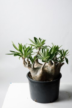 Pakipodium Gracilius馬達加斯加具有非常可愛形式的植物。代表珍稀植物！