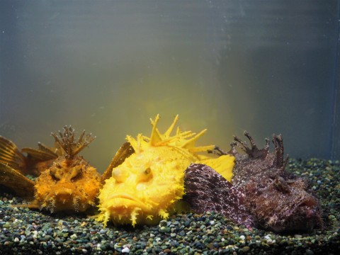 サンシャイン水族館「生き物たちの不思議」水槽にて展示