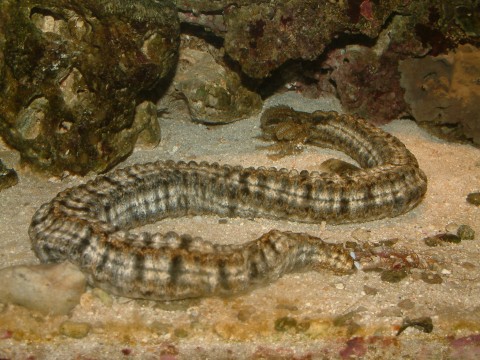 Spotted worm sea cucumber