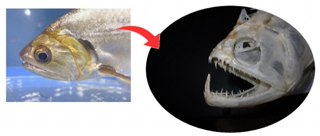 ペーシュカショーロの仲間 頭骨標本