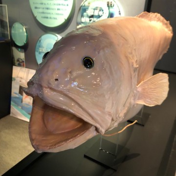Mysterious deep-sea fish (taxidermy specimen) Collected by Mr. Nagakanemaru / Mr. Hasegawa Deep-sea water museum (Suruga Bay deep-sea water utilization promotion exchange facility in Yaizu City)