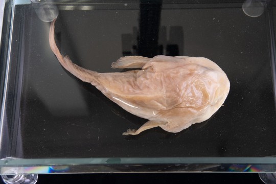 Blobfish (immersion specimen)