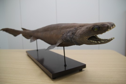 Frill shark (taxidermy specimen)