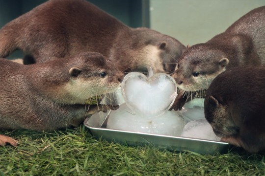 Present a Christmas cake to the river otter
