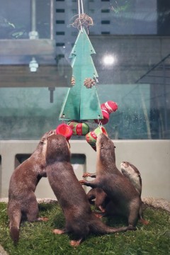 Otter feeder Christmas ver.