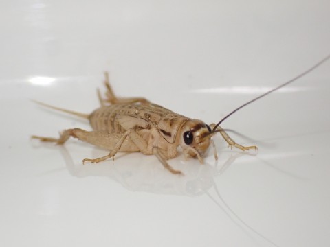 House cricket <with ecological exhibition>