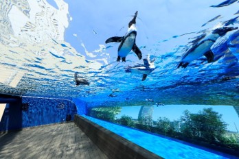 「天空のペンギン」水槽