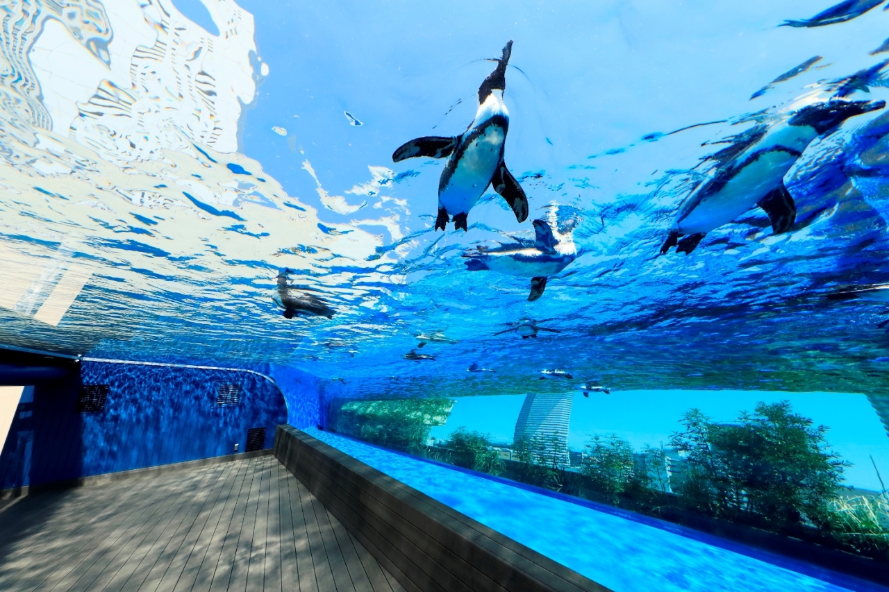 日中の「天空のペンギン」の様子　（C）サンシャイン水族館