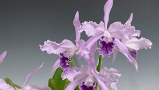 Cattleya lobata f. coerulea （カトレヤ ロバタ セルレヤ）