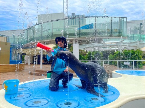 アシカSplash！