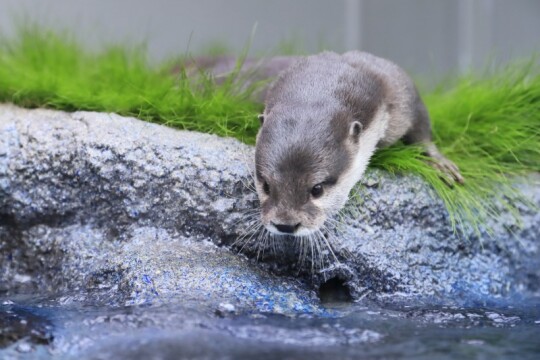 「カワウソたちの水辺」水槽×数原龍友