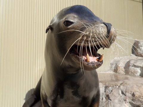 チャップ