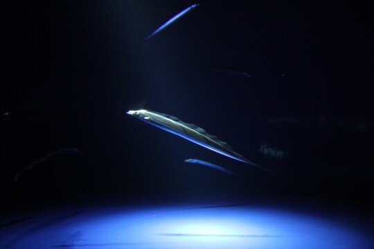 「天を仰ぐ太刀魚」水槽×中務裕太