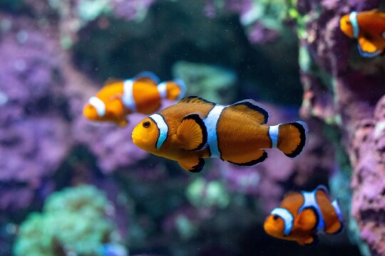「クマノミとイソギンチャクの海」水槽×片寄涼太