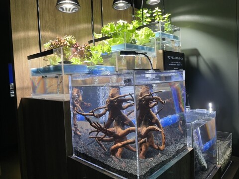 サンシャイン水族館内で展示しているアクアポニックスの水槽