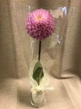プレゼントするダリアの切花例