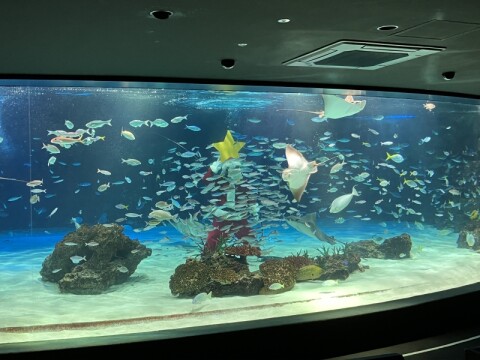 サンシャインラグーンフィーディングタイム　11:00～