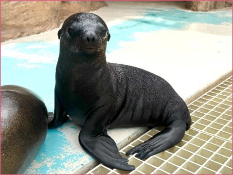 カリフォルニアアシカ ジョイ