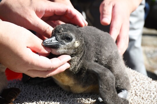 生後22日目の様子(11月4日)