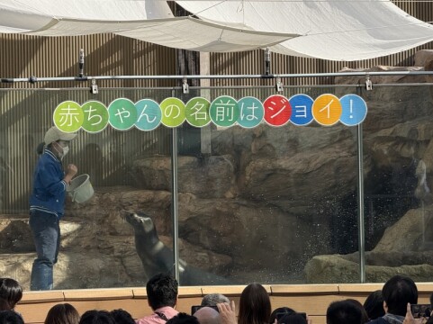 アシカフィーディングタイム　10:15～