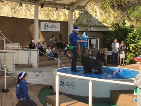 アシカトレーニング　12:30～、15:30～