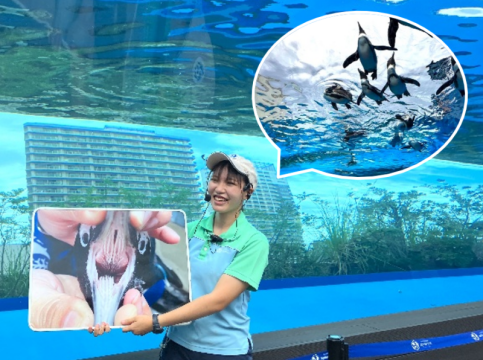 ペンギンフィーディングタイム 「天空のペンギン」水槽13:00～、14:30～「草原のペンギン」水槽 15:00～