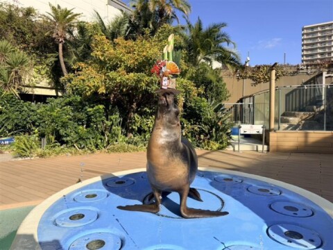 アシカのトレーニング