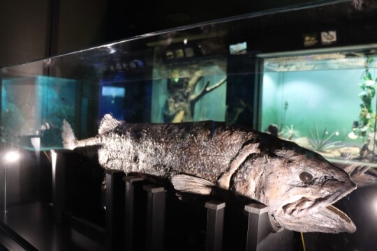 ヨコヅナイワシの「プラスティネーション標本」