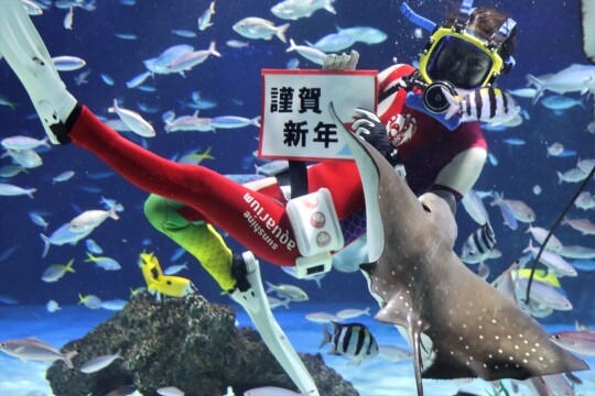 サンシャイン水族館のダイバーも新年をお祝い