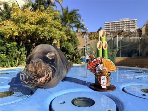 いきものディスカバリーもHappy New year ver.に!