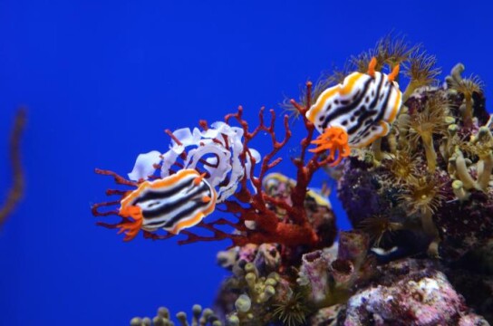 ウミウシの仲間